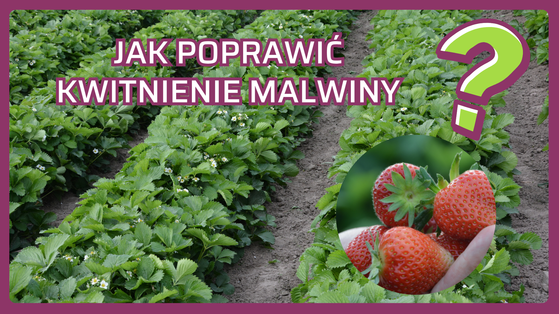 JAK POPRAWIĆ KWITNIENIE odmian późnych