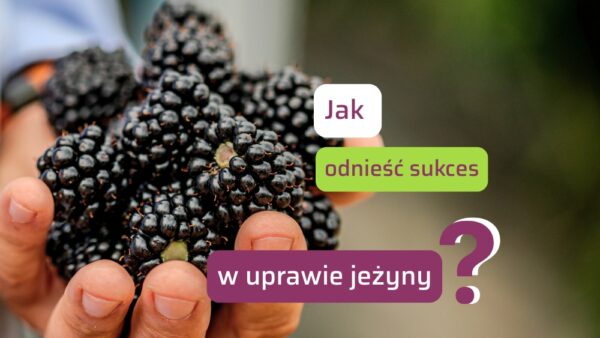 Czy uprawa jeżyny to opłacalny biznes?