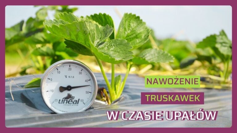 jak pomóc roślinom w czasie upałów
