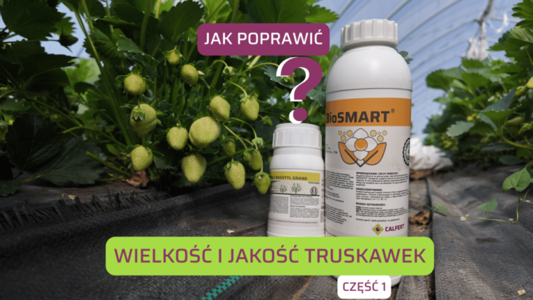 jak poprawić wielkość i jakość truskawek cz 1