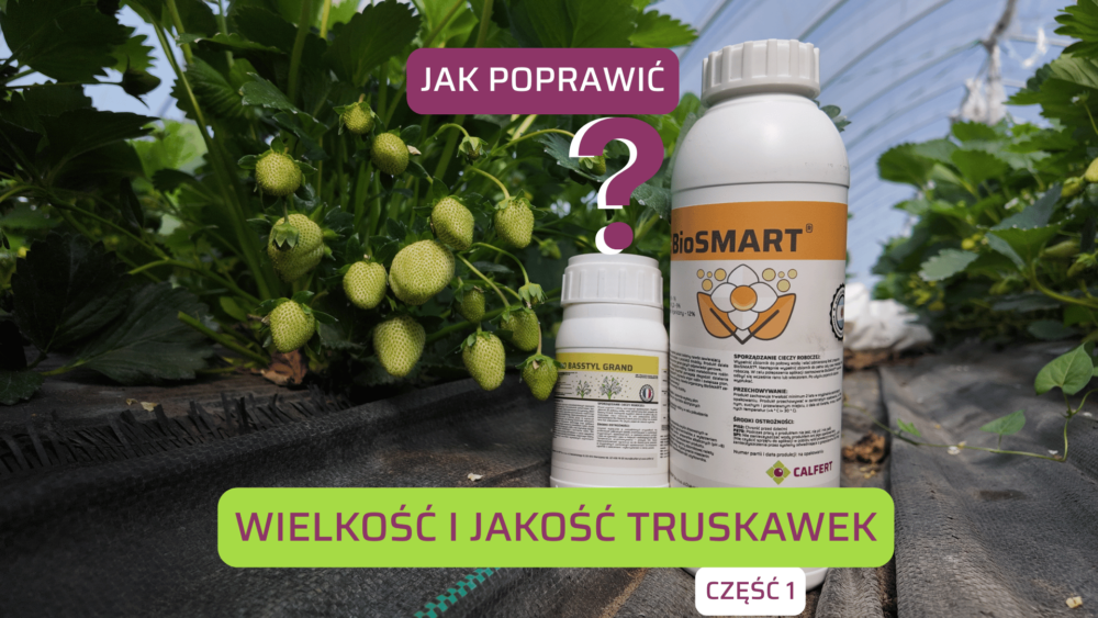 jak poprawić wielkość i jakość truskawek cz 1