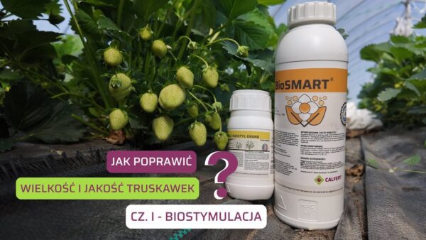 Jak zwiększyć jakość i wielkość plonu truskawki uprawianej w tunelu i w polu? Cz. I – biostymulacja truskawki