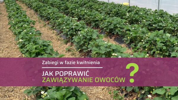 Jak poprawić zawiązywanie owoców i ich jakość w czasie kwitnienia truskawek, stosując stymulatory dolistne?