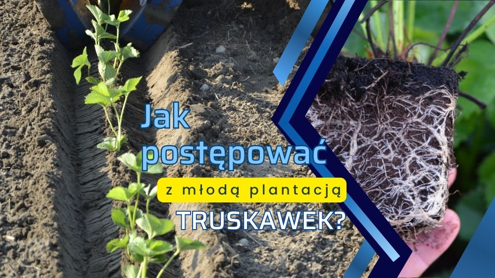 jak-postepowac-z-mloda-plantacja-truskawek