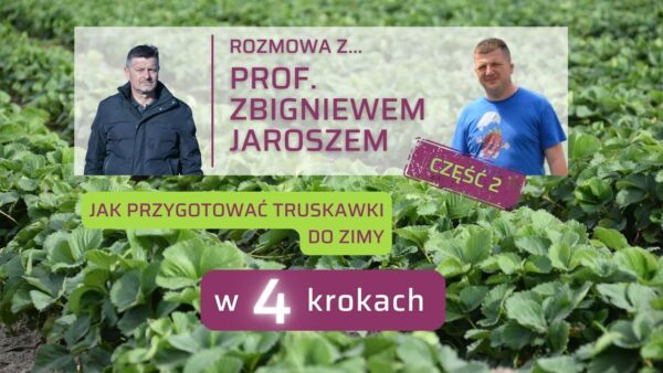 Jesienne nawożenie truskawek. Jak w 4 krokach przygotować je do zimy? (cz. 2)
