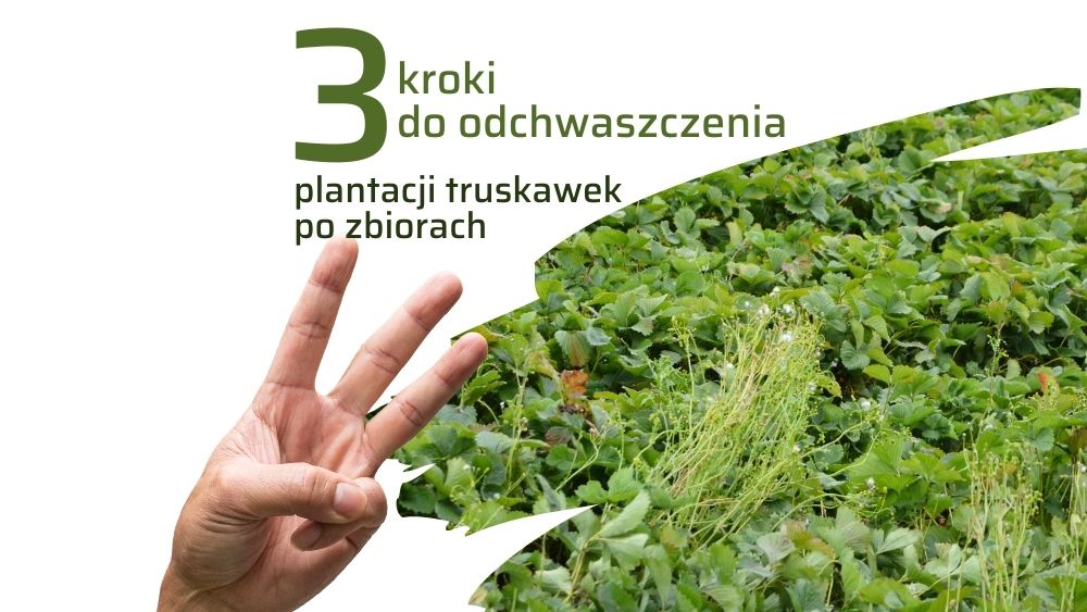 jak-usunac-chwasty-z-plantacji-truskawek