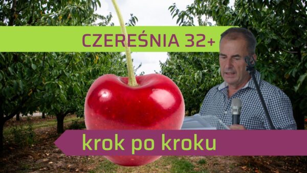 Jak uzyskać czereśnie najlepszej jakości krok po kroku?