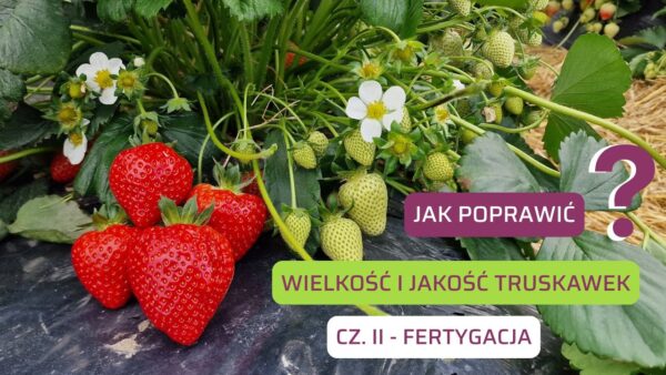 Jak zwiększyć jakość i wielkość plonu truskawki uprawianej w tunelu i w polu? Cz. II – fertygacja truskawki 