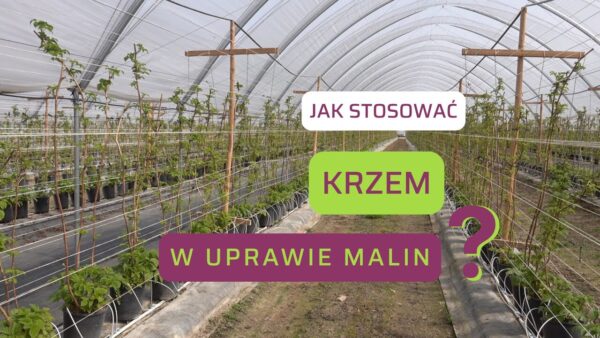 Jak aplikować nawóz krzemowy, aby osiągnąć najlepsze efekty?