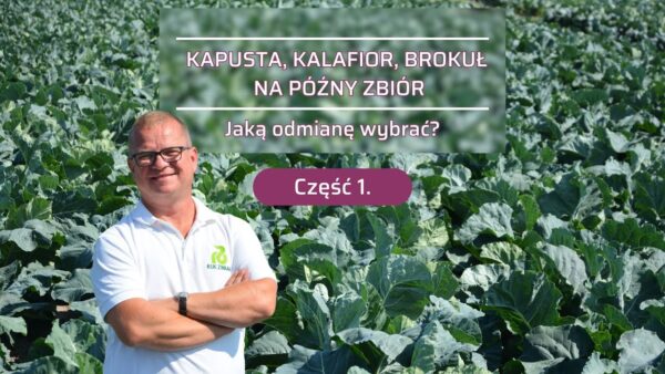 Warzywa kapustne na późny zbiór (cz.1). Jakie odmiany kapusty i kalafiora wybrać?
