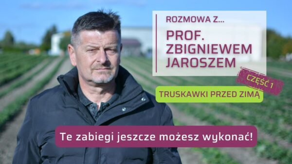 Jak w 4 krokach przygotować truskawki do zimy? (cz. I)