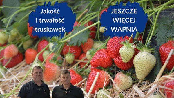 Wysoka jakość i trwałość truskawek podczas zbiorów – jak skutecznie podać wapń bez nadmiaru azotu, rekomenduje Doradca Jagodowy