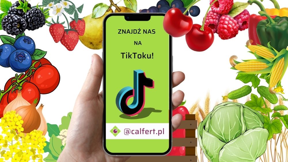 kanał Calfert na TikToku