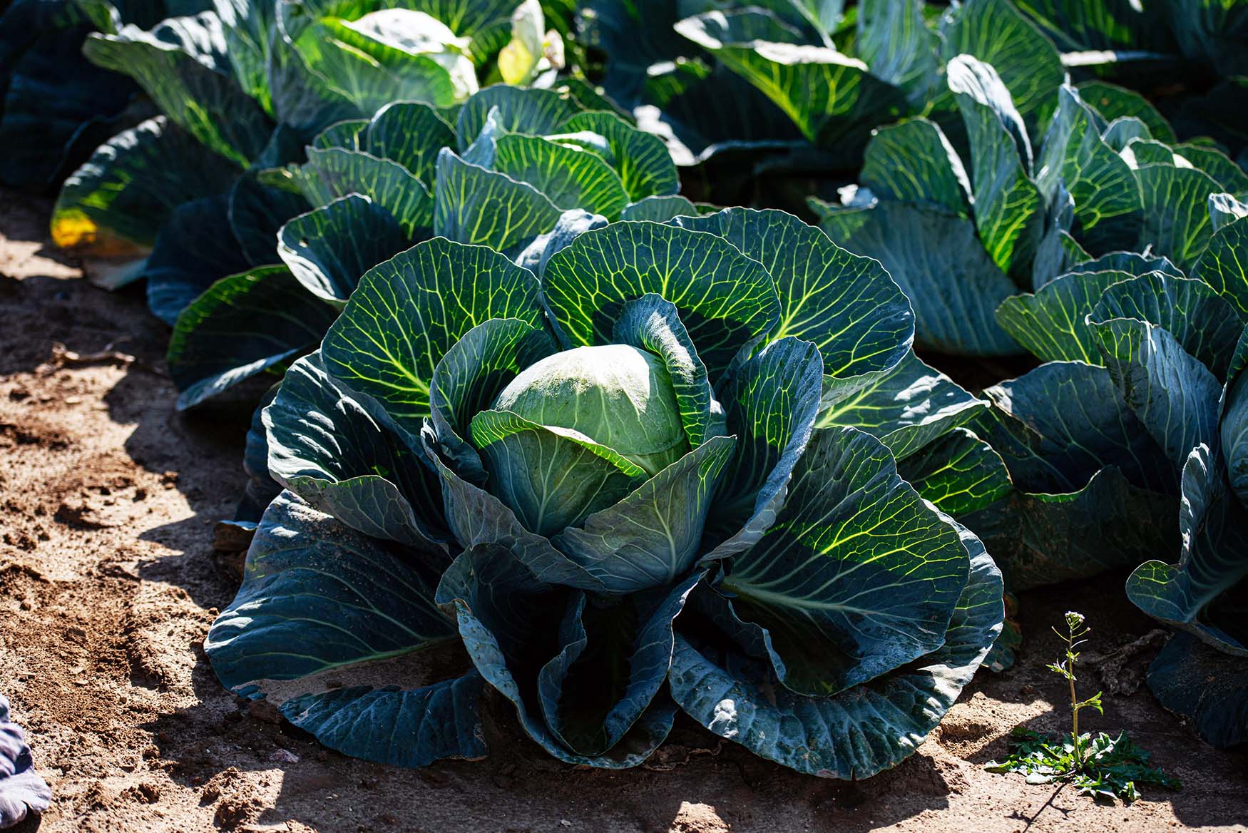 Plantacja kapusty głowiastej w końcówce sezonu