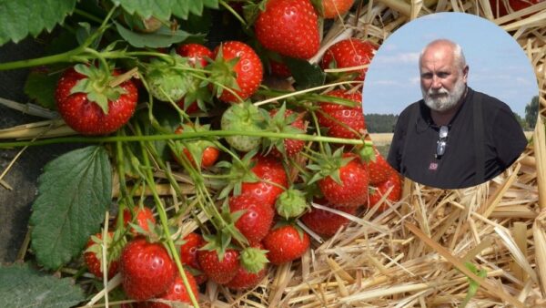 Truskawka: aktualne zalecenia (6.06.2024)