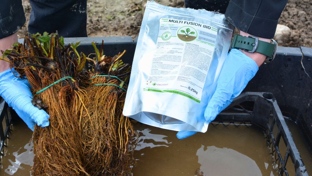 kondycjonowanie sadzonek truskawki odmiany Rumba w preparacie mikoryzowym Multi Fusion Bio