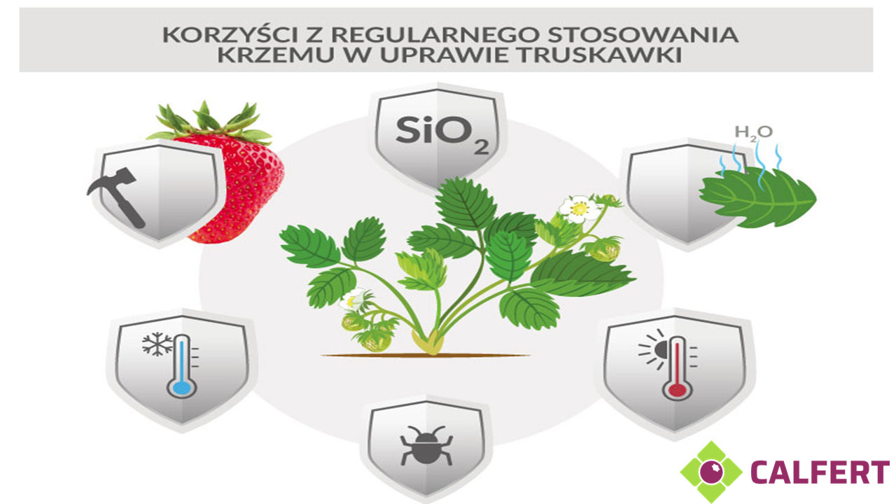 Infografika korzyści z regularnego stosowania krzemu w uprawie truskawki