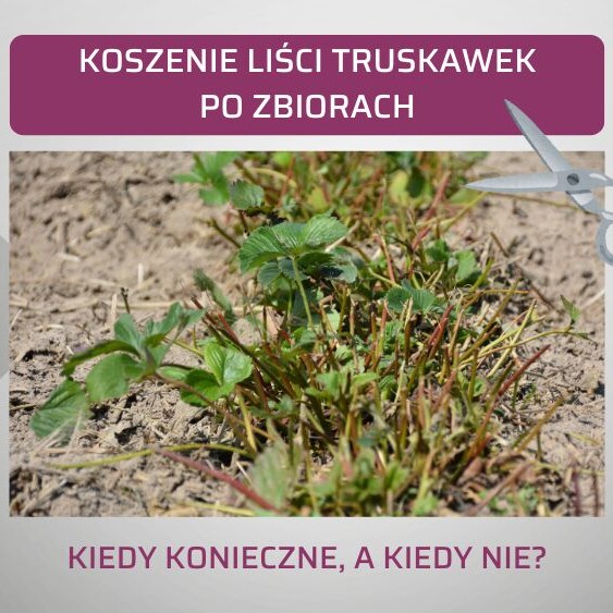 koszenie-lisci-truskawek-po-zbiorach