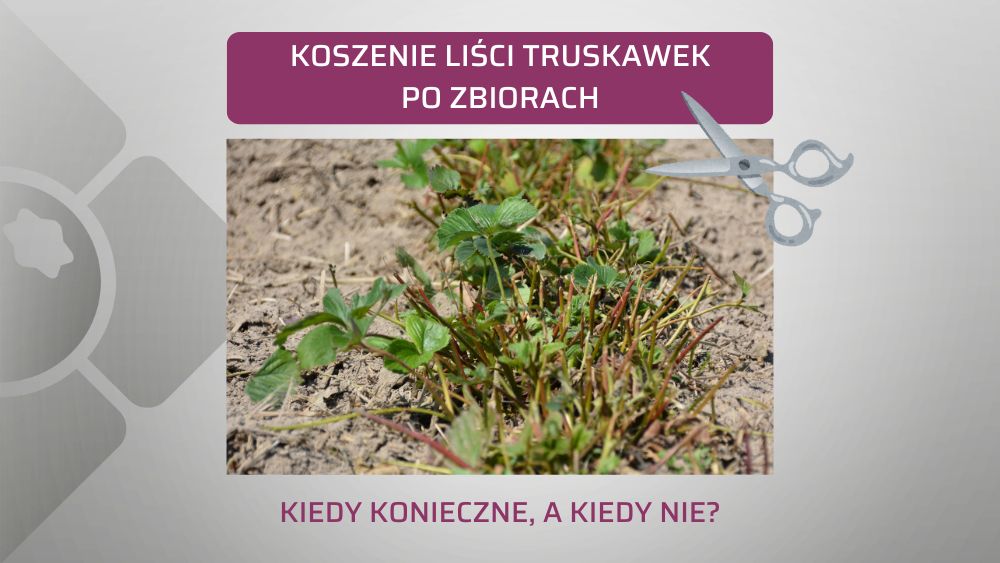 koszenie-lisci-truskawek-po-zbiorach