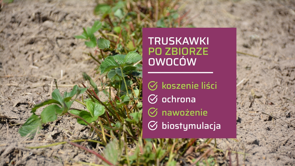 Koszenie liści truskawek po zbiorach w celu poprawy zdrowotności plantacji i ograniczenia chorób