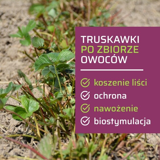koszenie liści truskawki po zbiorach-ow