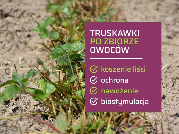 koszenie liści truskawki po zbiorach-ow