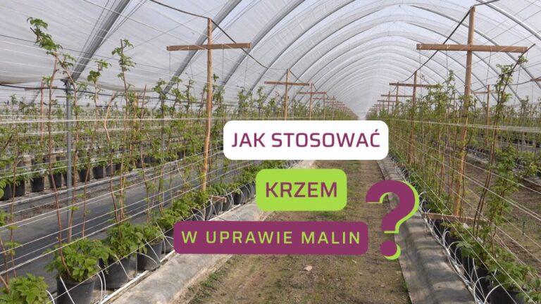 krzem-w-uprawie-malin-ow