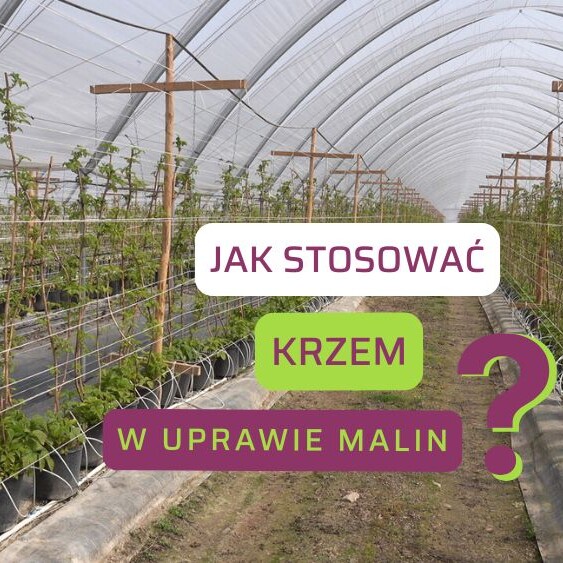 krzem-w-uprawie-malin-ow