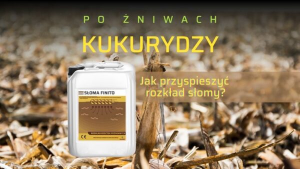 Kukurydza po żniwach – i co dalej? Co zrobić z resztkami pożniwnymi?