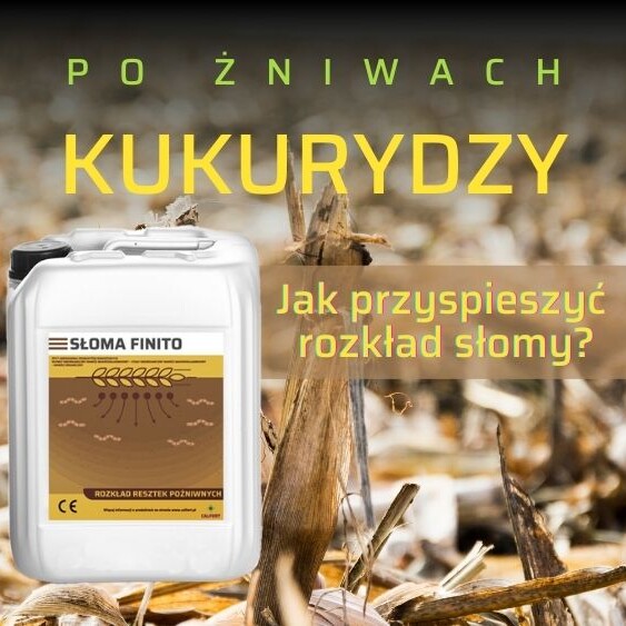 kukurydza-po-zniwa-co-na-rozklad-slomy-Słoma-Finito