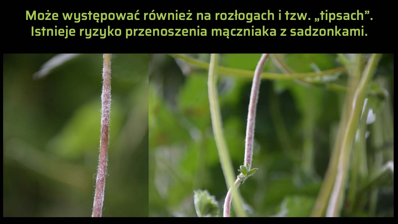 Mączniak prawdziwy na rozłogach i wierzchołkach pędów truskawki