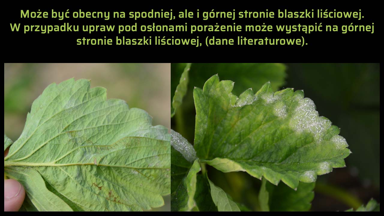 Objawy mączniaka prawdziwego na blaszce liściowej truskawki