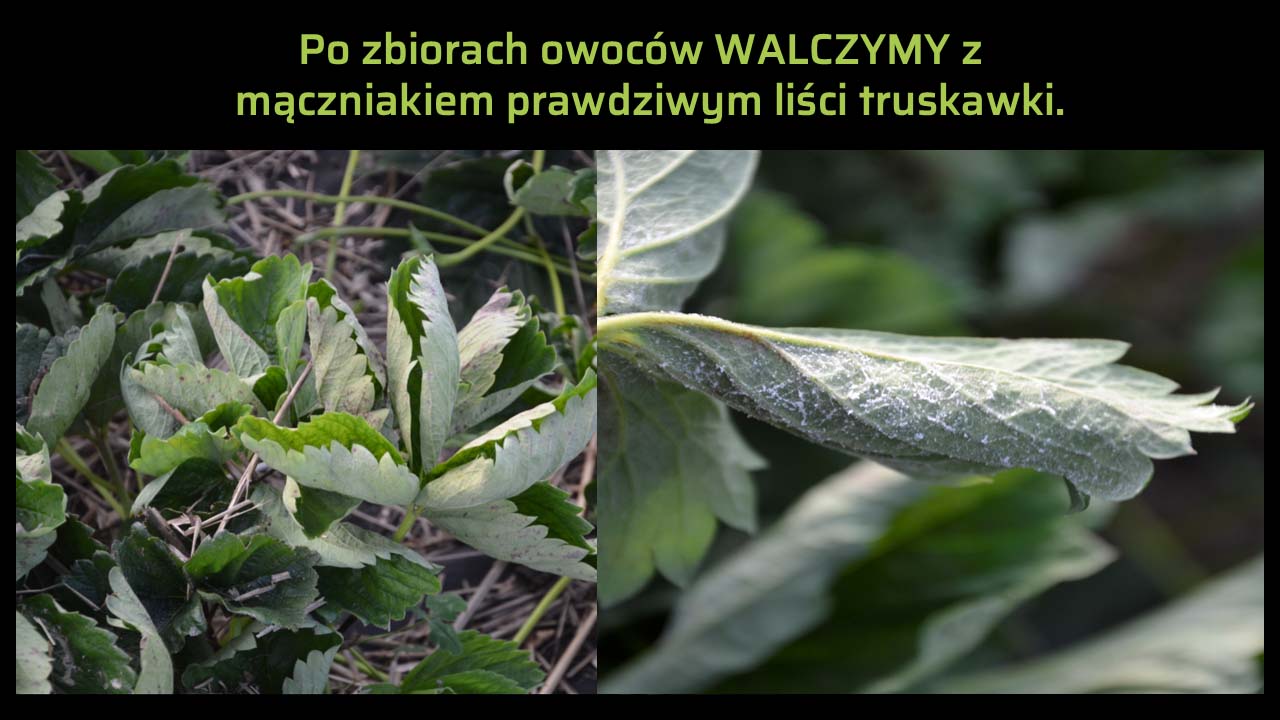 Ochrona liści truskawki po zbiorze przed mączniakiem prawdziwym
