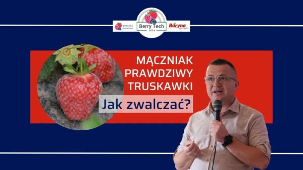 Mączniak prawdziwy truskawki – biały nalot na spodniej stronie liści jako objaw choroby grzybowej