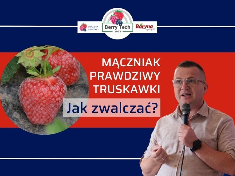 maczniak-prawdziwy-truskawki-ow