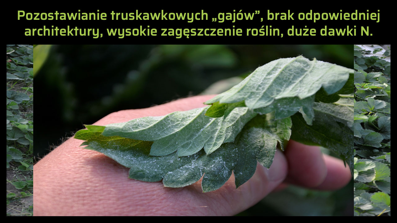 Zagęszczona plantacja truskawki sprzyjająca rozwojowi mączniaka prawdziwego