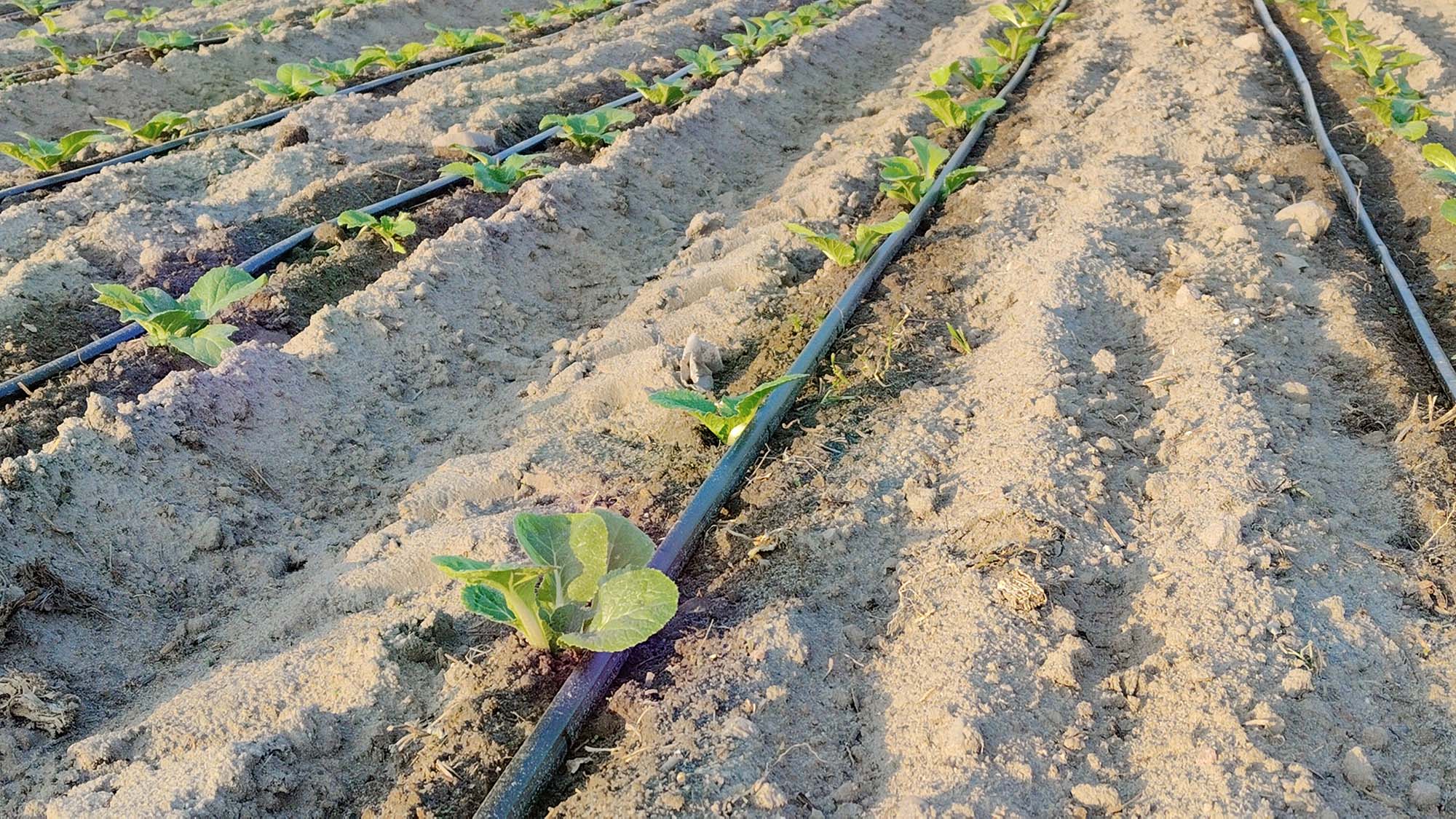 Małe rośliny i system fertygacji na plantacji warzyw pod osłonami
