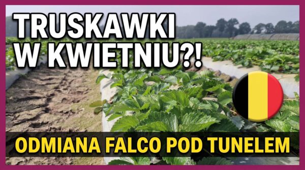 Falco w tunelu na przyspieszony zbiór, czyli jak plantator z Belgii zbiera truskawki pod koniec kwietnia?