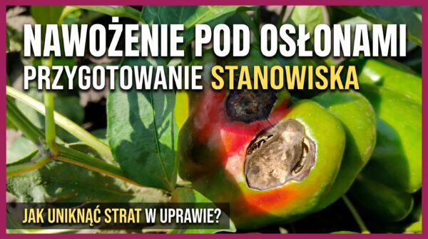 Nawożenie gleby pod uprawy warzyw pod osłonami: kluczowe zasady i przygotowanie stanowiska
