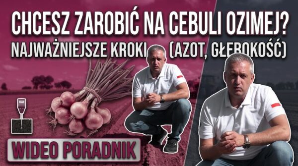 Cebula ozima od siewu do zimy. Jak zaplanować nawożenie, ochronę przed chwastami i prawidłowy siew?
