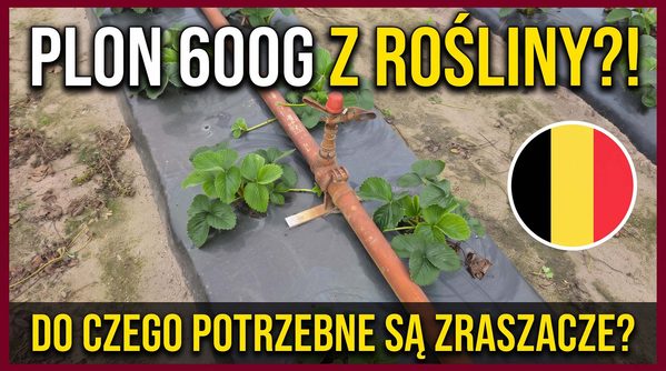 Jak w Belgii buduje się plon truskawki w pierwszych tygodniach po posadzeniu?