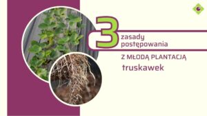młoda plantacja truskawek