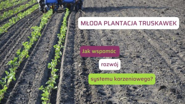 Wsparcie rozwoju systemu korzeniowego truskawki po posadzeniu