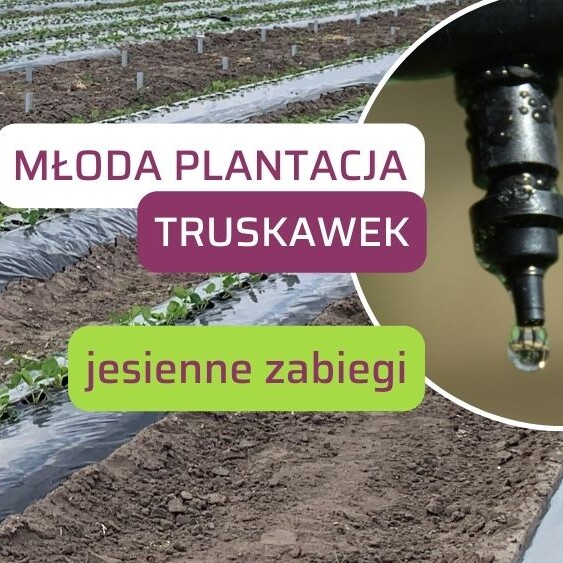 mloda-plantacja-truskawek-jesienne-zabiegi