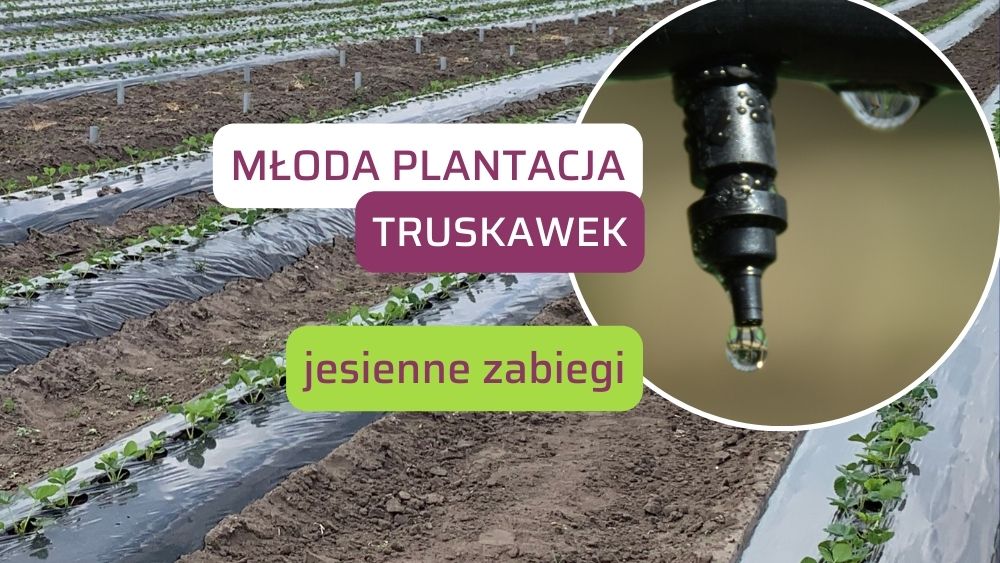 mloda-plantacja-truskawek-jesienne-zabiegi