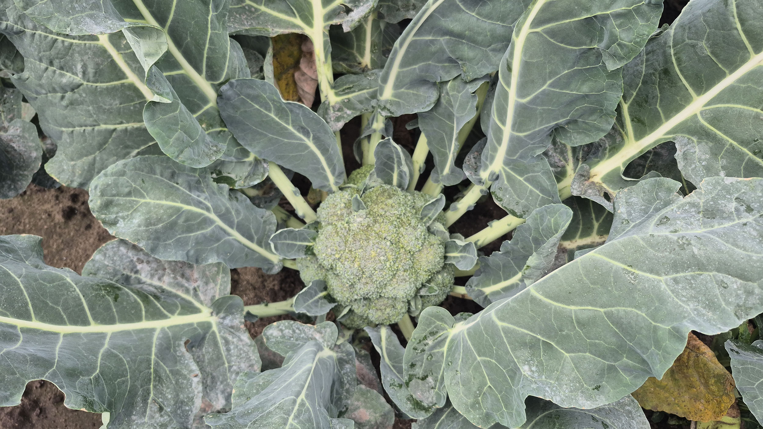 Plantacja brokuła przed zbiorem – lustracja roślin