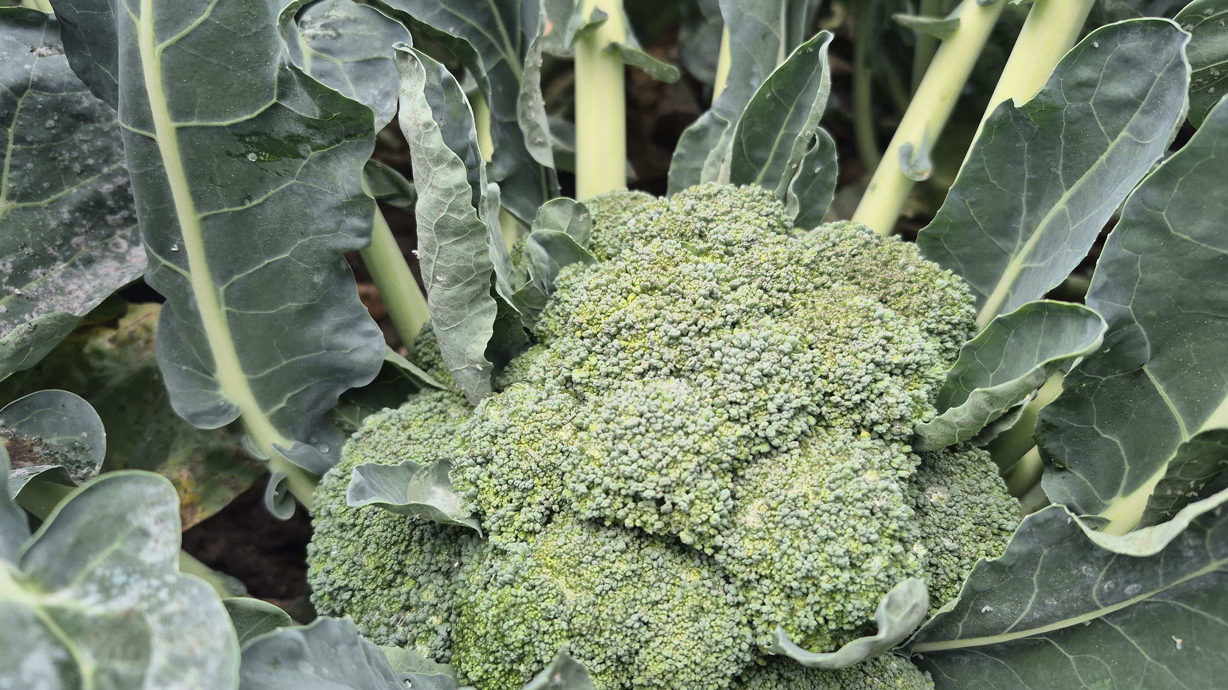 Brokuł na plantacji przed jesiennym zbiorem