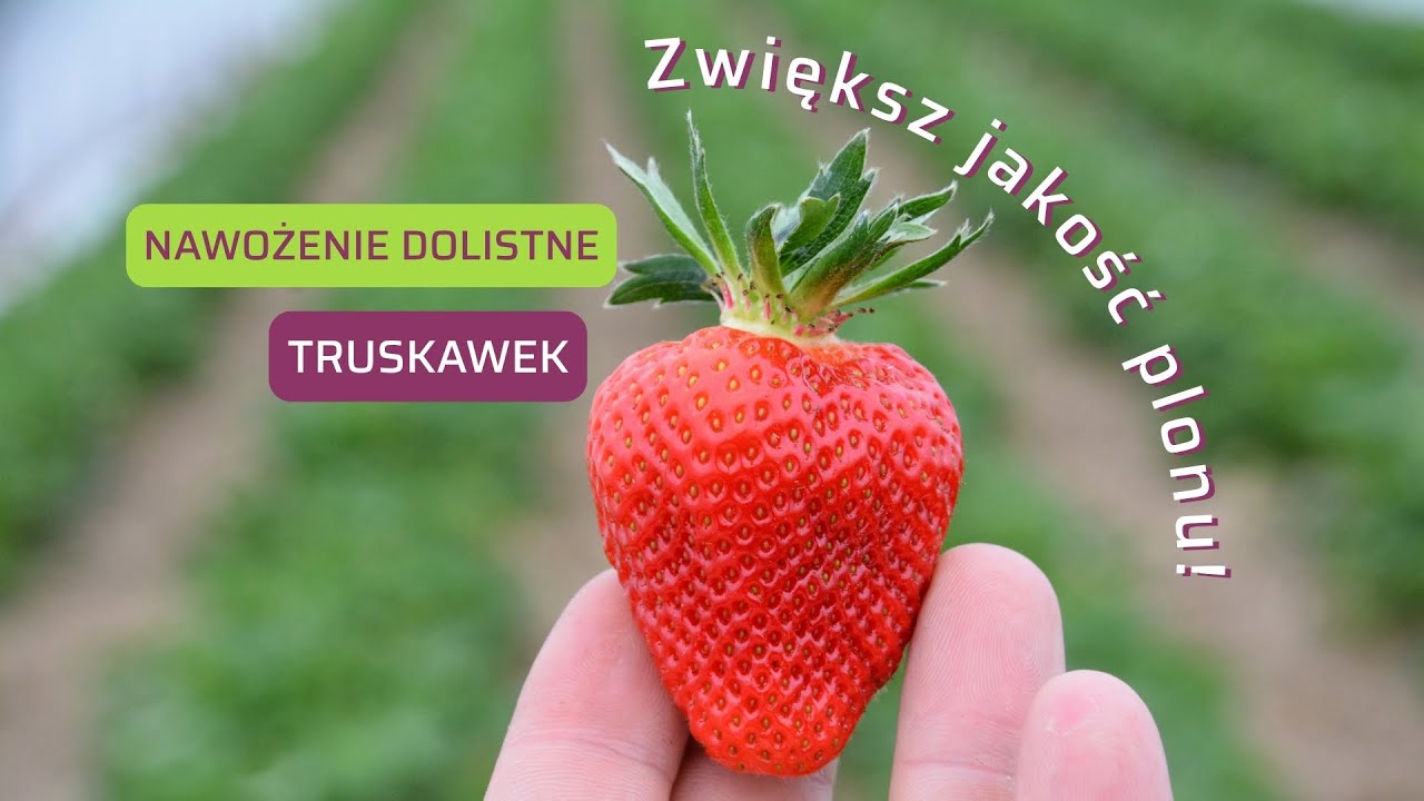 Nawożenie dolistne truskawek wapniem i krzemem – sposób na twarde i jędrne owoce