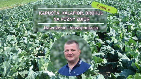 Warzywa kapustne na późny zbiór (cz.2). Nawożenie kapusty, kalafiora, brukułu i biostymulacja