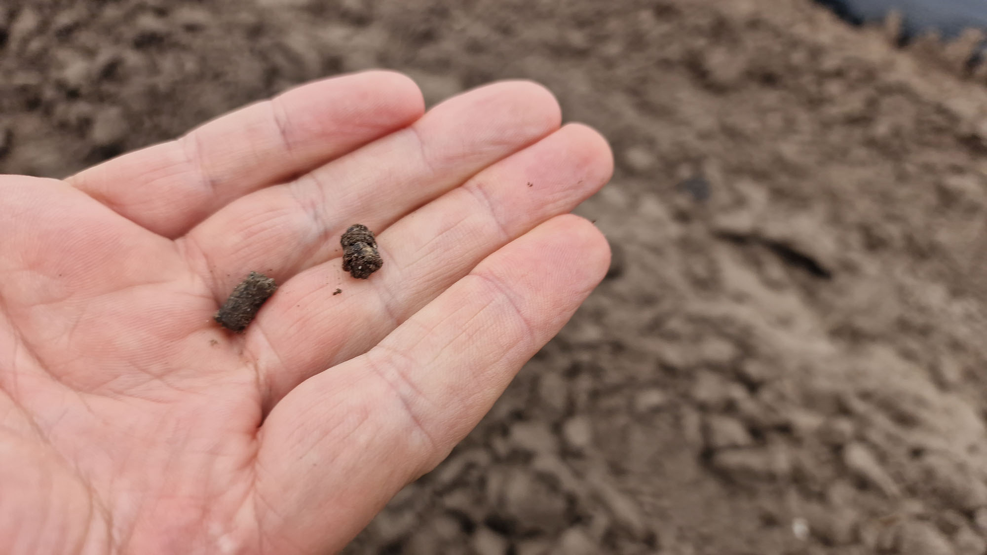 Nawóz mineralno-organiczny z mikroorganizmami wysiany przed formowaniem zagonów
